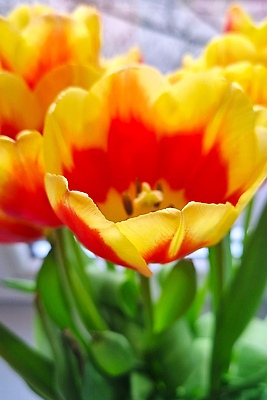 포토 JPG 해외이미지 식물 디자인 꽃 유럽 분홍색 꽃다발 백그라운드 꽃무늬 창문 자연 탁자 주택 발렌타인데이 사랑 사람없음 내부 장식 초록색 여름 빛 뷰티 노란색 꽃병 봄 방 튤립 벚꽃 흰색 축하 신선 개화 주식 다발 정물화 해외202310 해외포토 계절 감정 나라 컬러 가구 컨셉 무늬 데이이벤트 건물 금융 그림 생태계 파일형식