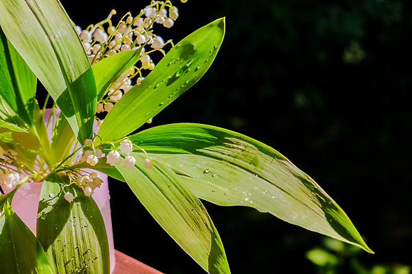 포토 JPG 해외이미지 식물 디자인 계절 꽃잎 꽃 꽃다발 잎 꽃무늬 자연 선물 사람없음 야외 초록색 여름 태양 뷰티 정원 꽃병 맑음 봄 벚꽃 종 광선 흰색 신선 개화 숲 백합 작음 5월 다발 향수 묘사 향기 아로마 부드러움 내추럴 카피스페이스 어머니의날 해외202310 해외포토 자연요소 기념일 컬러 무늬 날씨 화장품 공백 감각 날짜 크기 생태계 냄새 미국문화 파일형식