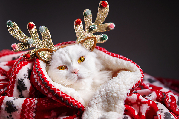 포토 JPG 해외이미지 나무 동물 응시 컬러 백그라운드 크리스마스 겨울 놀이 휴가 새로움 기념 실내 선물 사람없음 장식 빨간색 반려동물 컬러풀 크리스마스트리 산타클로스 검은색 고양이 가축 흰색 축하 아기 생일 모피 연도 솜털 고립 캡모자 클라우스 해외202310 해외포토 식물 모자_잡화 시선 계절 기념일 컨셉 포유류 사람 내부 파일형식