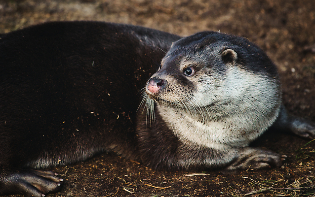 포토 JPG 해외이미지 동물 응시 지구 얼굴 야생동물 바다 포유류 휴식 수염 건조 털 동물원 종류 사람없음 옆모습 물 강 갈색 카메라 흙 닫기 떨어짐 작음 땅 먼지 거짓말 경보 땅바닥 해외202310 해외포토 자연요소 시선 뷰포인트 컬러 컨셉 모션 바닥 신체부위 전자제품 크기 파일형식