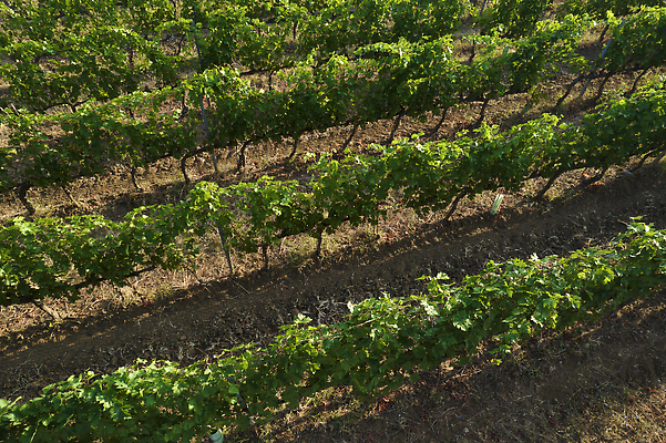 포토 JPG 해외이미지 음식 백그라운드 농업 과일 자연 안테나 풍경 사람없음 초록색 여름 태양 농가 시골 포도밭 비타민 양조장 해외202310 해외포토 자연요소 계절 산업 컬러 밭 통신 농장 생태계 영양소 파일형식