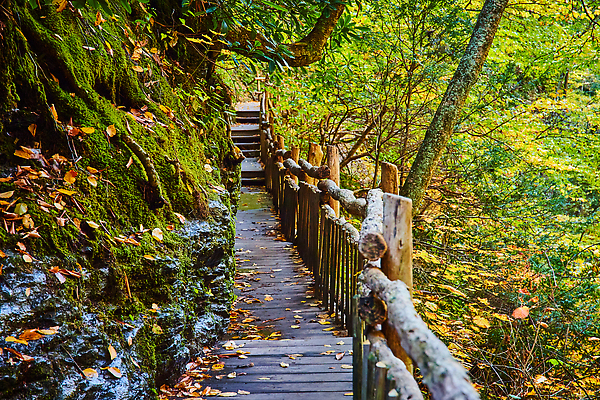 포토 JPG 해외이미지 나무 식물 계절 공원 길 컬러 여행 잎 오렌지 자국 풍경 사람없음 야외 목재 빨간색 초록색 물 여름 강 컬러풀 노란색 환경 정원 하이킹 가을 시골 숲 자작나무 내추럴 하이커 해외202310 해외포토 자연요소 공공시설 과일 재료 레저 파일형식