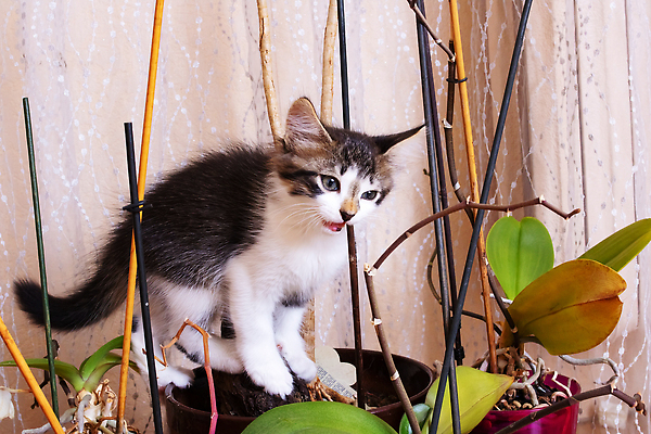 포토 JPG 해외이미지 식물 동물 응시 꽃 화초 잎 꽃무늬 포유류 자연 놀이 영국 수염 아파트 주택 털 실내 손바닥 앉기 사람없음 초록색 반려동물 인테리어 고양이 방 회색 성장 아기 냄비 허브 원예 솜털 기르기 트러블 해외202310 해외포토 손 디자인 시선 유럽 컬러 무늬 모션 사람 취미 내부 건물 솥 생태계 돌봄 파일형식