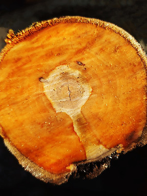 포토 JPG 해외이미지 나무 식물 선 백그라운드 부분 자연 표면 추상 사람없음 야외 목재 그래픽 갈색 노란색 사진촬영 봄 줄무늬 신선 반지 원형 닫기 자르기 그림 유기농 질감 통나무 내추럴 생태학 수목 노화 해외202310 해외포토 도형 웰빙 계절 교육 컬러 컨셉 무늬 재료 장신구 모션 촬영 생태계 파일형식