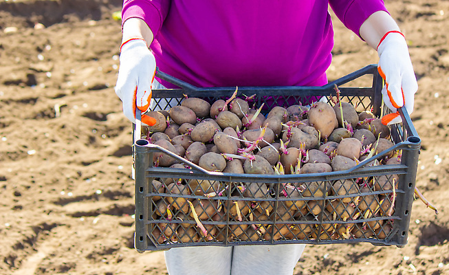 포토 JPG 해외이미지 식물 손 계절 지구 음식 밭 농업 채소 자연 감자 건강 씨앗 사람없음 야외 농작물 농장 새싹 정원 흙 봄 수확 성장 시골 신선 묘사 준비 유기농 원예 날것 먼지 내추럴 땅바닥 모종 밭일 생태학 심기 파종 세련 해외202310 해외포토 웰빙 교육 산업 모션 바닥 취미 신체부위 농사 생태계 파일형식