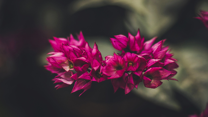 포토 JPG 해외이미지 식물 공원 꽃잎 꽃 분홍색 컬러 백그라운드 잎 꽃무늬 자연 사람없음 초록색 여름 컬러풀 뷰티 정원 보라색 검은색 어둠 봄 새벽 낭만 수확 성장 벚꽃 신선 신용카드 개화 숲 자주색 복고 내추럴 그런지 취급주의 필터 환상 스타일 해외202310 해외포토 자연요소 계절 공공시설 컨셉 무늬 농업 경고 금융 생태계 파일형식