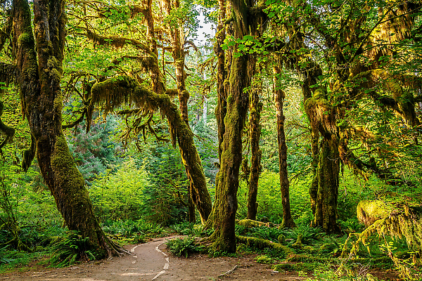 포토 JPG 해외이미지 나무 식물 공원 길 여행 백그라운드 올림픽 잎 자국 자연 이끼 풍경 사람없음 야외 초록색 환경 미국 트래킹 습기 황무지 숲 열대우림 생태계 태평양 옛날 워싱턴 전국 해외202310 해외포토 공공시설 스포츠 바다 컬러 북아메리카 레저 파일형식