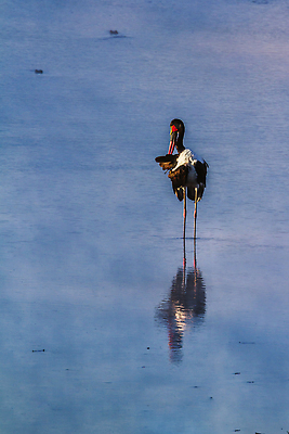 포토 JPG 해외이미지 동물 야생동물 아프리카 자연 조류 국립공원 사람없음 세로 반사 보호 사파리 물새 몸단장 남아프리카 보호구역 황새 크루거 해외202310 해외포토 공원 나라 컨셉 생태계 남아프리카공화국 구역 파일형식