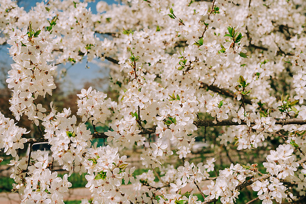 포토 JPG 해외이미지 식물 꽃잎 줄기 부동산 아파트 풍경 사람없음 햇빛 일본 낭만 수확 벚꽃 흰색 속도 향기 냄새 장면 블러 디테일 해외202310 해외포토 꽃 아시아 컬러 컨셉 농업 주택 태양 재산 파일형식