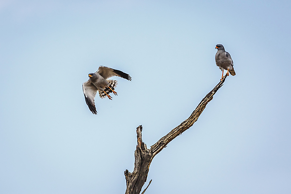 포토 JPG 해외이미지 나무 동물 야생동물 아프리카 자연 조류 하늘 국립공원 사람없음 사막 황무지 파란배경 나미비아 남아프리카 보츠와나 보호구역 칼라하리 해외202310 해외포토 식물 공원 나라 백그라운드 파란색 생태계 구역 파일형식