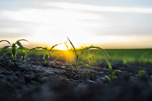 포토 JPG 해외이미지 식물 계절 지구 음식 백그라운드 잎 밭 농업 채소 자연 하늘 새로움 옥수수 풍경 사람없음 초록색 여름 농작물 햇빛 농장 농경지 새싹 환경 정원 흙 봄 촉촉함 수확 성장 시골 신선 낟알 땅 시리얼 유기농 내추럴 모종 밭일 생태학 줄서기 세련 해외202310 해외포토 웰빙 교육 산업 컬러 컨셉 모션 곡류 태양 젖음 생태계 파일형식
