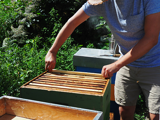 포토 JPG 해외이미지 모양 노년 농업 노동자 프레임 세포 한명 취미 목재 여름 상자 약 노란색 수확 잡기 작업 당기기 달콤 보호 수분 확인 열정 육각형 꿀 벌집 면역력 밭일 양봉장 왁스 해외202310 해외포토 도형 나무 직업 1 계절 감정 산업 컬러 컨셉 재료 의학 모션 사람 성인 맛 파일형식