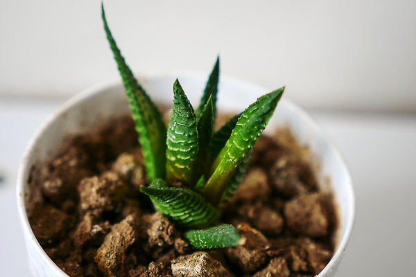 포토 JPG 해외이미지 식물 꽃 꽃다발 결혼 백그라운드 꽃무늬 자연 사람없음 장식 초록색 세트 장미 정원 수확 신용카드 우아함 초대 다육식물 엘리먼트 유칼립투스 해외202310 해외포토 컬러 컨셉 무늬 농업 이벤트 금융 생태계 파일형식