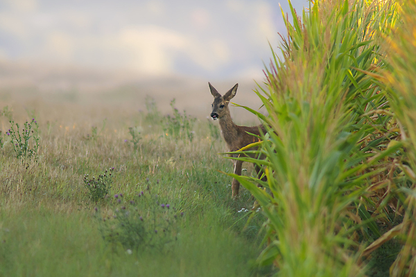 포토 JPG 해외이미지 동물 척추동물 응시 계절 야생동물 밭 포유류 자연 아침 사슴 털 뿔 앉기 사람없음 야외 빨간색 여름 갈색 환경 달러 힘 가을 숲 방목 모피 꼬리 귀 솜털 동물상 삼림지대 암사슴 웅장함 반추동물 벨벳 해외202310 해외포토 주간 시선 컬러 돈 농업 모션 신체부위 조형물 축산업 암컷 실크 생태계 파일형식