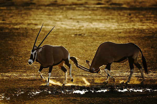 포토 JPG 해외이미지 동물 야생동물 포즈 포유류 아프리카 자연 뿔 국립공원 사람없음 야외 가로 관광지 달러 황혼 새벽 사막 황무지 사파리 싸움 영양 나미비아 남아프리카 보츠와나 보호구역 칼라하리 건조기후 해외202310 해외포토 자연요소 공원 나라 여행 돈 모션 일몰 생태계 구역 파일형식