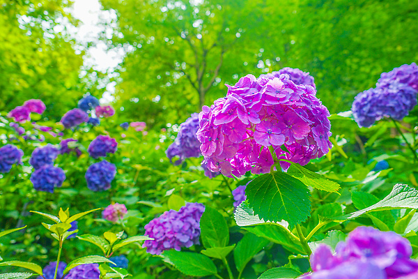 포토 JPG 해외이미지 꽃 잎 자연 풍경 사람없음 뷰티 일본 6월 수국 해외202310 해외포토 식물 아시아 날짜 생태계 파일형식