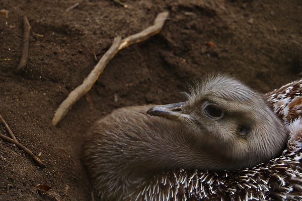 포토 JPG 해외이미지 동물 공원 얼굴 야생동물 백그라운드 아프리카 자연 조류 동물원 사람없음 야외 농장 갈색 머리 큼 깃털 호기심 부리 목 솜털 타조 내추럴 동물상 해외202310 해외포토 공공시설 감정 나라 컬러 컨셉 농업 신체부위 조형물 크기 생태계 파일형식