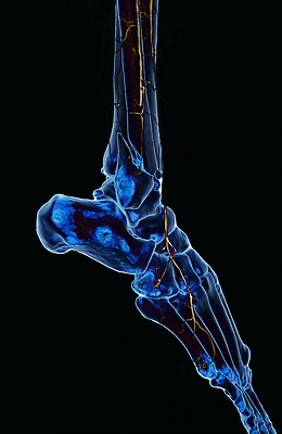 포토 JPG 해외이미지 사람없음 치료 약 장비 질병 함선 동맥 순서 해외202310 해외포토 배_교통 의학 혈관 파일형식