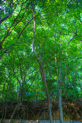 포토 JPG 해외이미지 식물 공원 꽃 잎 자연 풍경 사람없음 야외 목재 초록색 여름 맑음 도쿄 해외202310 해외포토 나무 계절 공공시설 컬러 재료 날씨 일본 생태계 파일형식