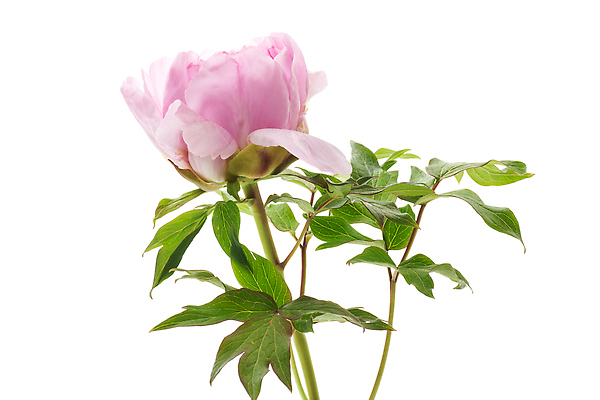 포토 JPG 해외이미지 식물 1 디자인 꽃잎 꽃 분홍색 백그라운드 꽃무늬 텍스트 자연 탁자 휴가 선물 사랑 사람없음 여름 뷰티 장미 낭만 수확 벚꽃 흰색 시골 축하 인사 신용카드 생일 개화 큼 감사 엽서 고립 작약 특별함 비어있는 해외202310 해외포토 계절 기념일 감정 컬러 가구 컨셉 무늬 농업 금융 예절 크기 편지 생태계 파일형식