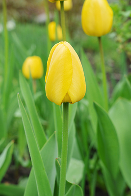 포토 JPG 해외이미지 식물 계절 공원 꽃잎 꽃 줄기 컬러 꽃다발 백그라운드 잎 꽃무늬 밭 자연 부활절 발렌타인데이 사랑 풍경 사람없음 장식 초록색 여름 빛 컬러풀 햇빛 뷰티 노란색 정원 봄 활발 낭만 튤립 벚꽃 신선 개화 원예 내추럴 해외202310 해외포토 공공시설 기념일 감정 컨셉 무늬 농업 데이이벤트 취미 태양 생태계 파일형식