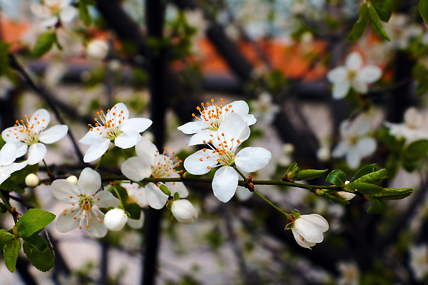 포토 JPG 해외이미지 나무 식물 계절 공원 꽃잎 꽃 백그라운드 잎 꽃무늬 자연 동양인 사람없음 야외 장식 초록색 빛 뷰티 정원 봄 낭만 벚꽃 흰색 나뭇가지 신선 개화 체리 사과 4월 유기농 원예 자두 내추럴 해외202310 해외포토 웰빙 공공시설 컬러 컨셉 무늬 과일 인종 취미 날짜 생태계 파일형식