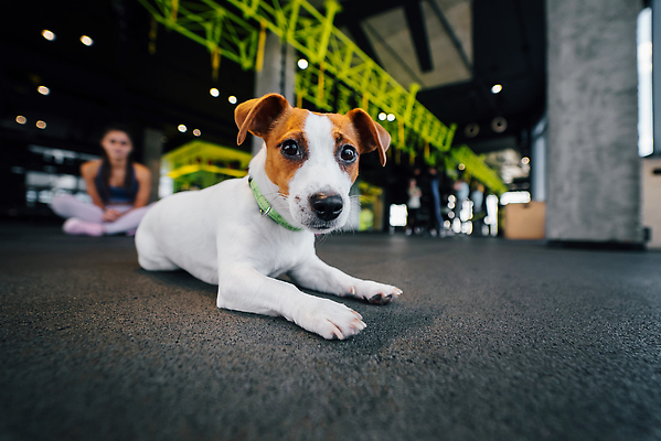 포토 JPG 해외이미지 백인 라이프스타일 여자 행복 스포츠 신체 장난 휴식 함께함 실내 건강 사랑 미소 취미 사람없음 빨간색 친구 반려동물 운동 뷰티 우정 개 날씬함 명상 체육관 근육질 체조 해외202310 해외포토 서양인 동물 감정 컬러 컨셉 포유류 관계 근육 표정 사람 내부 생활 몸매 파일형식
