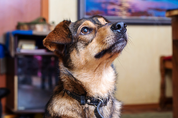 포토 JPG 해외이미지 동물 응시 공원 여자 행복 얼굴 백그라운드 공 포유류 자연 사람없음 야외 초록색 반려동물 달리기 갈색 점프 잡기 기다림 개 강아지 자르기 노려봄 송곳니 기르기 심각 순혈 해외202310 해외포토 시선 공공시설 감정 컬러 컨셉 모션 표정 사람 신체부위 치아 생태계 돌봄 파일형식