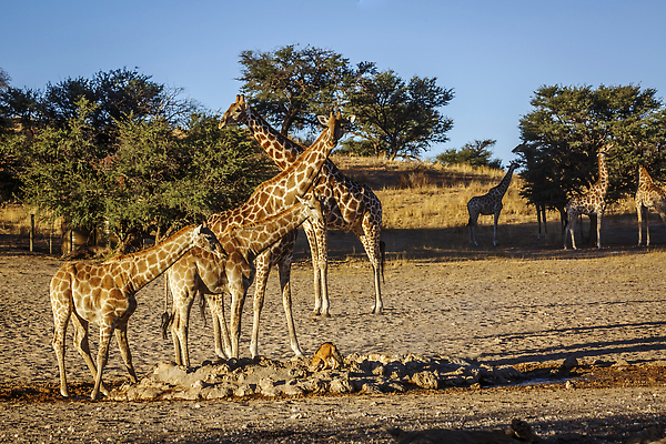 포토 JPG 해외이미지 동물 야생동물 새끼 포유류 가족 아프리카 자연 파노라마 국립공원 풍경 사람없음 야외 관광지 사막 마시기 황무지 보호 기린 사파리 나미비아 남아프리카 보츠와나 보호구역 칼라하리 건조기후 해외202310 해외포토 공원 나라 여행 컨셉 관계 모션 촬영기법 생태계 구역 파일형식