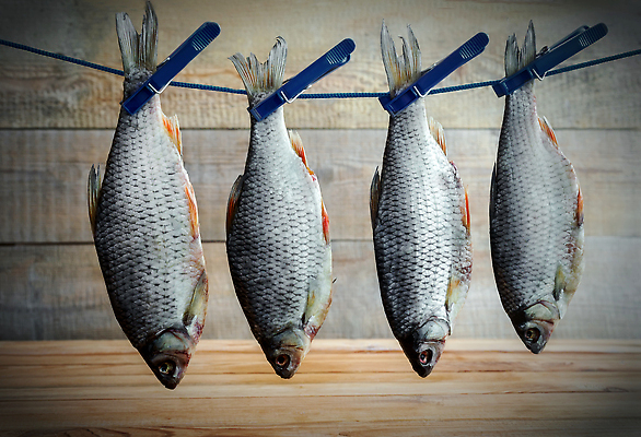 포토 JPG 해외이미지 나무 음식 바다 백그라운드 2 재료 자연 낚시 추상 건조 매달리기 저울 어류 사람없음 야외 목재 가로 파란색 반려동물 강 우주 공백 잡기 그룹 시장 정상 빨랫줄 해산물 준비 소금 지느러미 철사 고정 빨래집게 내추럴 짠맛 카피스페이스 해외202310 해외포토 식물 동물 줄 컬러 무늬 모션 레저 집게 수중동물 맛 생태계 파일형식