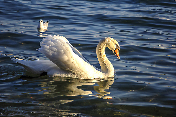 포토 JPG 해외이미지 동물 호수 야생동물 바다 백그라운드 자연 조류 풍경 사람없음 야외 물 파란색 뷰티 반사 평화 수영 침묵 흰색 연못 우아함 심볼 깃털 에코 부리 백조 장면 내추럴 생태학 해외202310 해외포토 자연요소 교육 컬러 컨셉 환경 소리 수상스포츠 생태계 파일형식