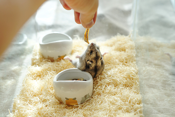포토 JPG 해외이미지 동물 야생동물 어린이 백그라운드 생물 수염 실내 동물원 사람없음 반려동물 에너지 쥐 설치류 작음 결백 해외202310 해외포토 사람 내부 크기 파일형식