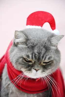 포토 JPG 해외이미지 옷 계절 백그라운드 크리스마스 겨울 장난 포유류 휴식 영국 새해 주택 털 실내 선물 앉기 사람없음 장식 빛 반려동물 뷰티 크리스마스트리 산타클로스 파티 고양이 회색 축하 유머 호기심 보케 솜털 해외202310 해외포토 동물 기념일 감정 유럽 컬러 컨셉 모션 이벤트 내부 건물 파일형식