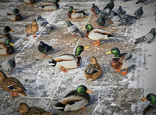 포토 JPG 해외이미지 동물 계절 공원 여자 남자 호수 야생동물 백그라운드 겨울 가족 자연 조류 오리 사람없음 야외 초록색 물 파란색 강 뷰티 반사 갈색 냉동 얼음 추위 흰색 연못 오픈 그룹 배고픔 깃털 비둘기 서리 부리 거위 물새 청둥오리 내추럴 동물상 해외202310 해외포토 자연요소 공공시설 컬러 관계 사람 조형물 생태계 파일형식