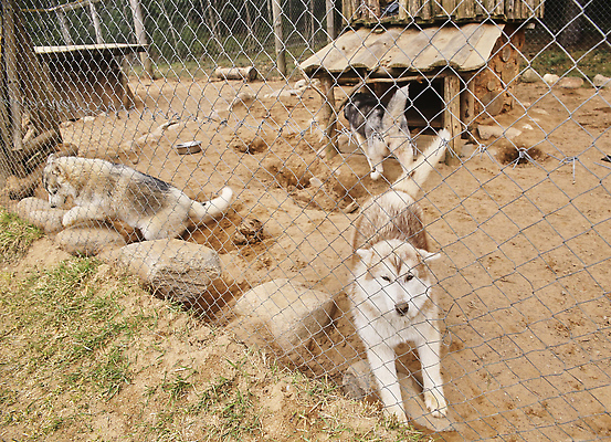 포토 JPG 해외이미지 동물 응시 공원 행복 얼굴 백그라운드 포유류 자연 휴식 털 사람없음 야외 빨간색 울타리 반려동물 뷰티 흰색 기다림 개 강아지 새장 솜털 송곳니 기르기 시베리아 아기사슴 해외202310 해외포토 시선 공공시설 감정 새끼 컬러 컨셉 모션 사슴 신체부위 담장 치아 생태계 돌봄 케이지 파일형식