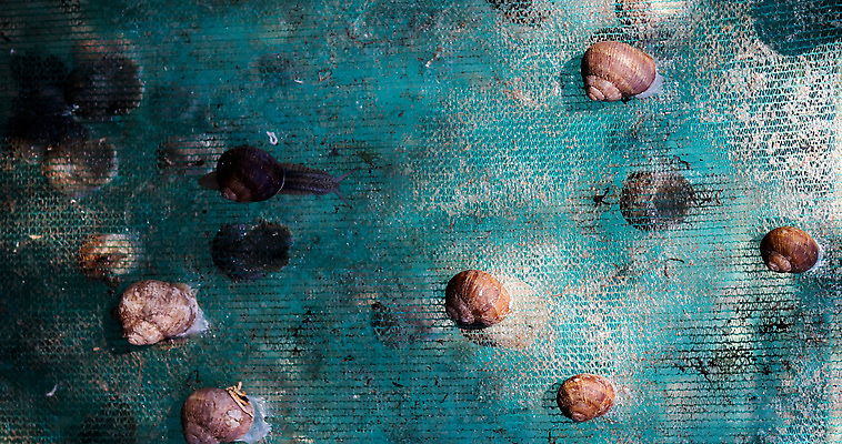 포토 JPG 해외이미지 동물 야생동물 음식 백그라운드 재료 자연 포도 연체동물 무척추동물 안테나 나선형 건강 이끼 사람없음 야외 초록색 컬러풀 농장 갈색 정원 젖음 껍질 숲 작음 큼 땅 속도 유기농 덮기 멸종 느림 내추럴 민달팽이 식용 끈적임 해외202310 해외포토 웰빙 컬러 무늬 농업 과일 통신 모션 크기 생태계 파일형식 달팽이_동물