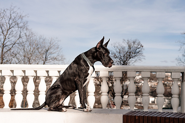 포토 JPG 해외이미지 나무 한마리 반려견 난간 앉기 사람없음 야외 기다림 대형견 그레이트덴 해외포토 식물 1 모션 반려동물 개 파일형식