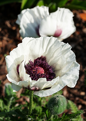 포토 JPG 해외이미지 식물 계절 꽃잎 꽃 꽃무늬 자연 사람없음 야외 환경 정원 성장 벚꽃 신선 개화 닫기 관목 생태계 원예 화단 양귀비 내추럴 영원 해외202310 해외포토 나무 무늬 모션 취미 파일형식