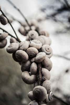 포토 JPG 해외이미지 나무 식물 동물 야생동물 줄기 컬러 밭 자연 연체동물 무척추동물 함께함 흑백 나선형 사람없음 야외 초록색 여름 갈색 일몰 봄 껍질 흰색 나뭇가지 그룹 닫기 둥지 군중 숲 묘사 달팽이 제비 기어가기 모종 세피아 이스라엘 많음 해외202310 해외포토 계절 컨셉 무늬 농업 모션 조류 촬영기법 사람 노을 생태계 서아시아 파일형식