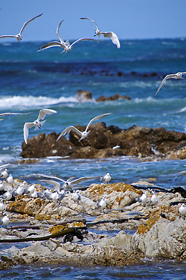 포토 JPG 해외이미지 동물 척추동물 야생동물 자연 조류 사람없음 야외 뷰티 환경 다양 보호 깃털 환경보전 생태계 생물학 부리 대서양 남아프리카 보호구역 생태학 해외202310 해외포토 교육 바다 다수 컨셉 아프리카 사회이슈 구역 파일형식
