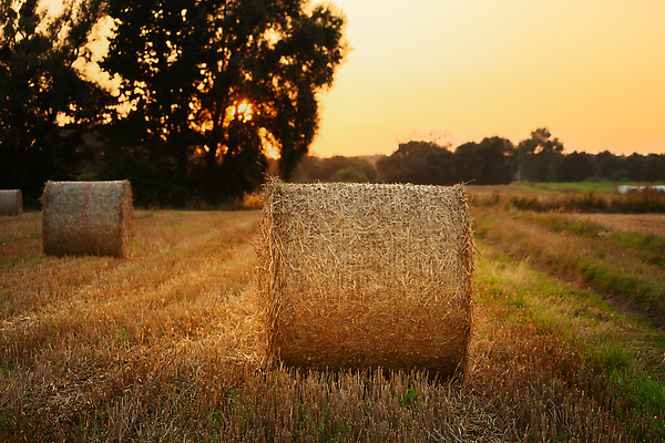 포토 JPG 해외이미지 계절 산업 밭 농업 자연 하늘 건조 사람없음 야외 농작물 햇빛 뷰티 농장 농경지 노란색 쌓기 황혼 일몰 수확 시골 원형 황금 건초더미 볏짚 저녁 땅 밀 롤 뭉치 밀짚 밭일 해외202310 해외포토 도형 컬러 모션 곡류 태양 노을 건초 짚 야간 생태계 파일형식 더미