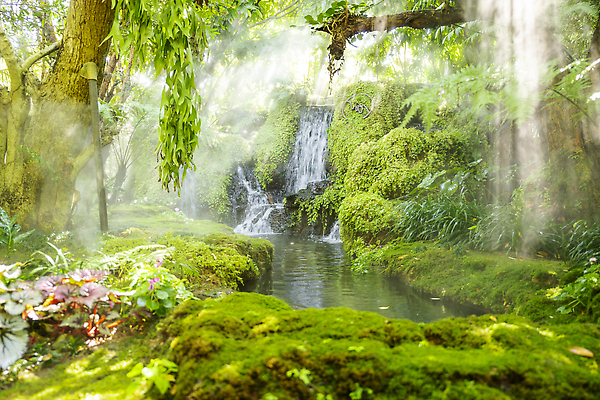 포토 JPG 해외이미지 나무 식물 계절 꽃 백그라운드 단풍 잎 태국 자연 아침 풍경 잔디 사람없음 야외 세로 여름 컬러풀 햇빛 뷰티 마을 환경 정원 고요 봄 새벽 안개 벚꽃 농촌 신선 숲 큼 조경 양치류 열대기후 해외202310 해외포토 주간 자연요소 아시아 컬러 날씨 태양 시골 크기 생태계 파일형식