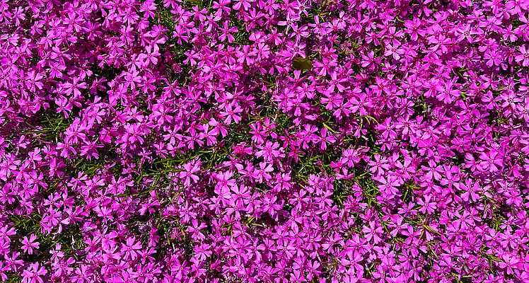 포토 JPG 해외이미지 식물 계절 꽃잎 꽃 분홍색 컬러 백그라운드 잎 꽃무늬 자연 휴가 풍경 사람없음 야외 초록색 여름 컬러풀 뷰티 환경 정원 맑음 보라색 봄 성장 벚꽃 신선 개화 5월 제비꽃 원예 내추럴 해외202310 해외포토 무늬 날씨 취미 날짜 생태계 파일형식