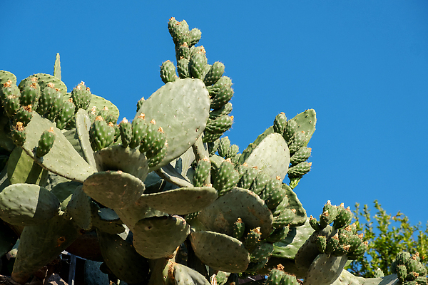 포토 JPG 해외이미지 나무 식물 공원 꽃 컬러 여행 백그라운드 잎 꽃무늬 자연 하늘 선인장 건조 풍경 사람없음 야외 초록색 여름 파란색 빛 뷰티 정원 사막 성장 벚꽃 신선 바늘 가시 위험 큼 척추 질감 날카로움 내추럴 다육식물 이국적 해외202310 해외포토 계절 공공시설 컨셉 무늬 뼈 도구 크기 생태계 파일형식