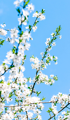 포토 JPG 해외이미지 나무 하늘색 백그라운드 자연 하늘 사람없음 벚꽃 화려 해외202310 해외포토 식물 꽃 컨셉 파란색 생태계 파일형식