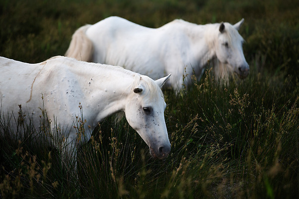 포토 JPG 해외이미지 전신 동물 유럽 포즈 이동 포유류 모션 자연 초식동물 성인 사람없음 야외 물 컬러풀 가축 젖음 프랑스 신선 군중 필름 망아지 수유 해외202310 해외포토 자연요소 나라 새끼 컬러 컨셉 사람 말_동물 생태계 파일형식