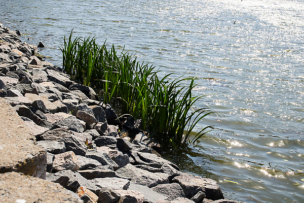 포토 JPG 해외이미지 나무 식물 계절 공원 호수 선 잎 농업 자연 하늘 낚시 휴식 사람없음 야외 초록색 물 파란색 뷰티 반사 환경 정원 성장 시골 저수지 연못 신선 습지 숲 조경 내추럴 해외202310 해외포토 자연요소 공공시설 산업 컬러 컨셉 레저 생태계 파일형식