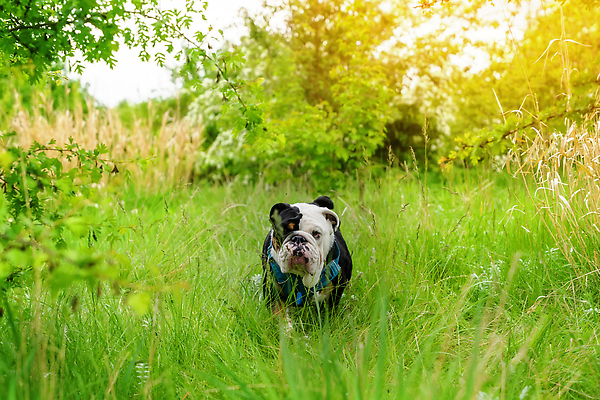 포토 JPG 해외이미지 응시 공원 얼굴 관계 자연 잉글랜드 안내 서기 사람없음 야외 반려동물 뷰티 갈색 일몰 우정 성장 주름 클래식 개 불독 몸단장 송곳니 기르기 동반자 유래 특별함 해외202310 해외포토 동물 시선 공공시설 컬러 컨셉 포유류 모션 영국 신체부위 친구 노을 치아 생태계 돌봄 파일형식