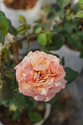 포토 JPG 해외이미지 식물 공원 꽃잎 꽃 줄기 컬러 백그라운드 잎 꽃무늬 자연 아침 풍경 사람없음 야외 초록색 여름 컬러풀 뷰티 장미 머리 정원 봄 성장 벚꽃 시골 신선 개화 다발 허브 향수 원예 아로마 내추럴 해외202310 해외포토 주간 계절 공공시설 무늬 취미 신체부위 화장품 생태계 파일형식