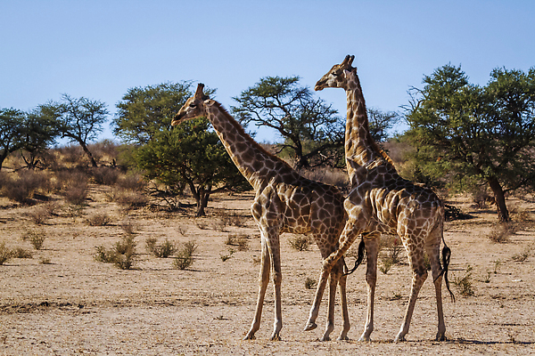 포토 JPG 해외이미지 동물 커플 여자 남자 야생동물 포유류 아프리카 자연 국립공원 사람없음 야외 가로 관광지 축제 사막 황무지 보호 기린 사파리 짝짓기 나미비아 남아프리카 보츠와나 보호구역 칼라하리 건조기후 해외202310 해외포토 공원 나라 여행 컨셉 관계 사람 생태계 구역 파일형식